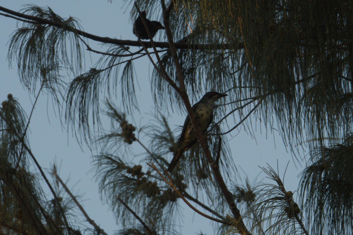 Metallic Starling - ML646690637