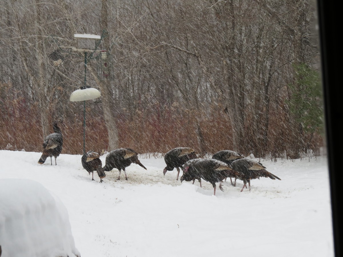 Wild Turkey - ML646690638