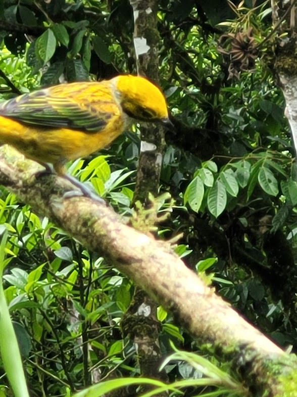 Gümüş Boyunlu Tangara - ML646690639