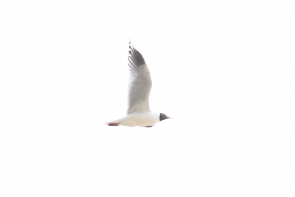 Brown-hooded Gull - ML646690667