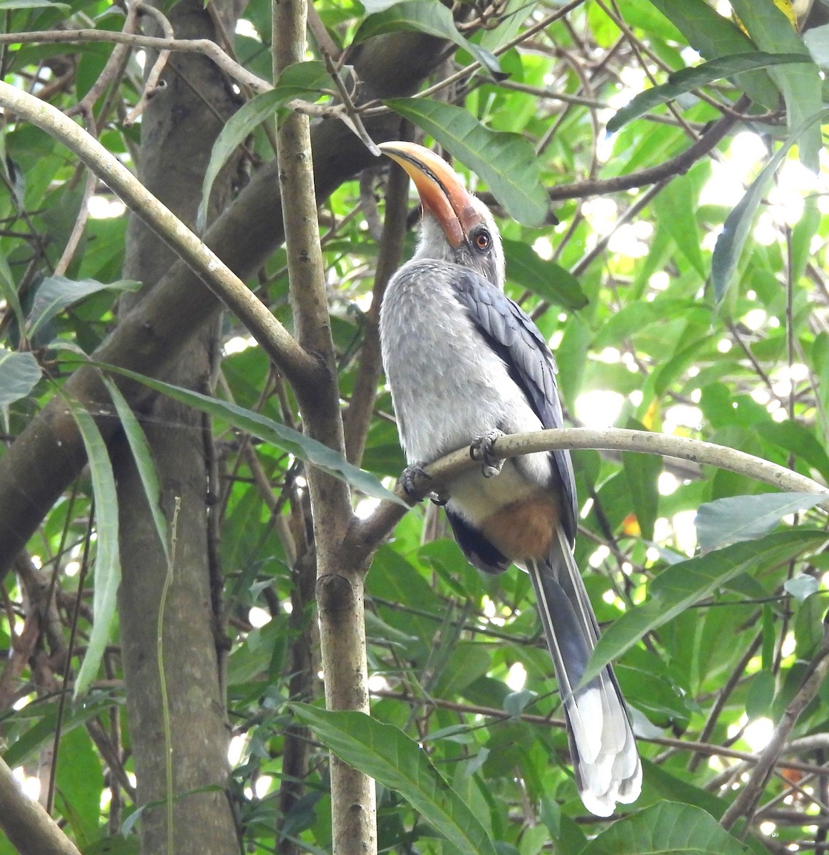 Malabar Gray Hornbill - ML646690669