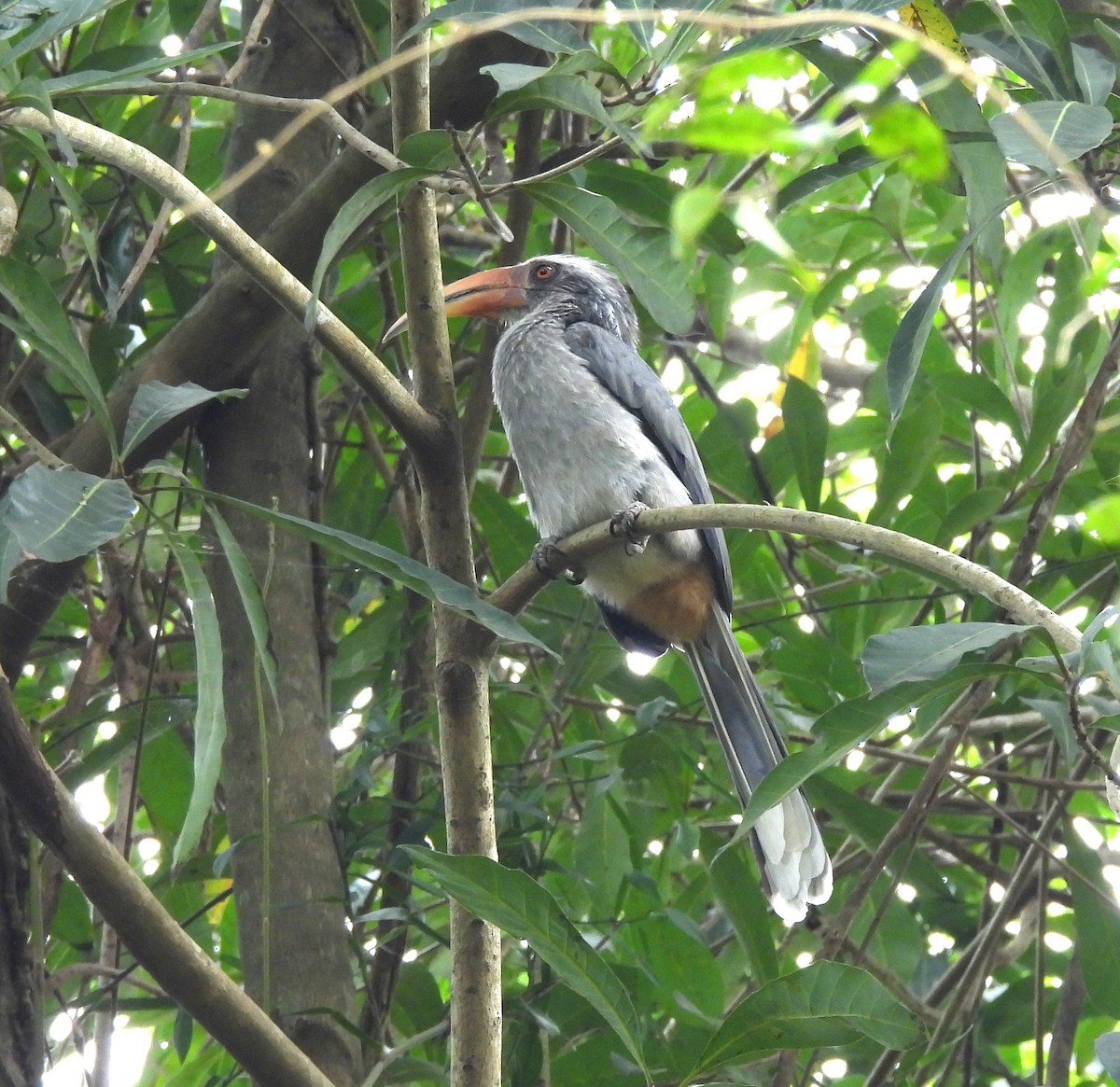 Malabar Gray Hornbill - ML646690670