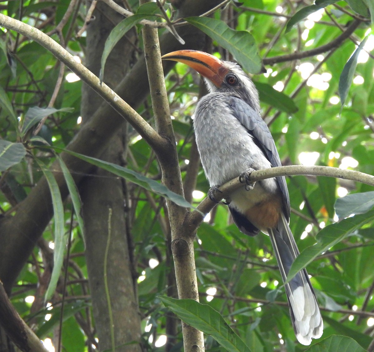 Malabar Gray Hornbill - ML646690671