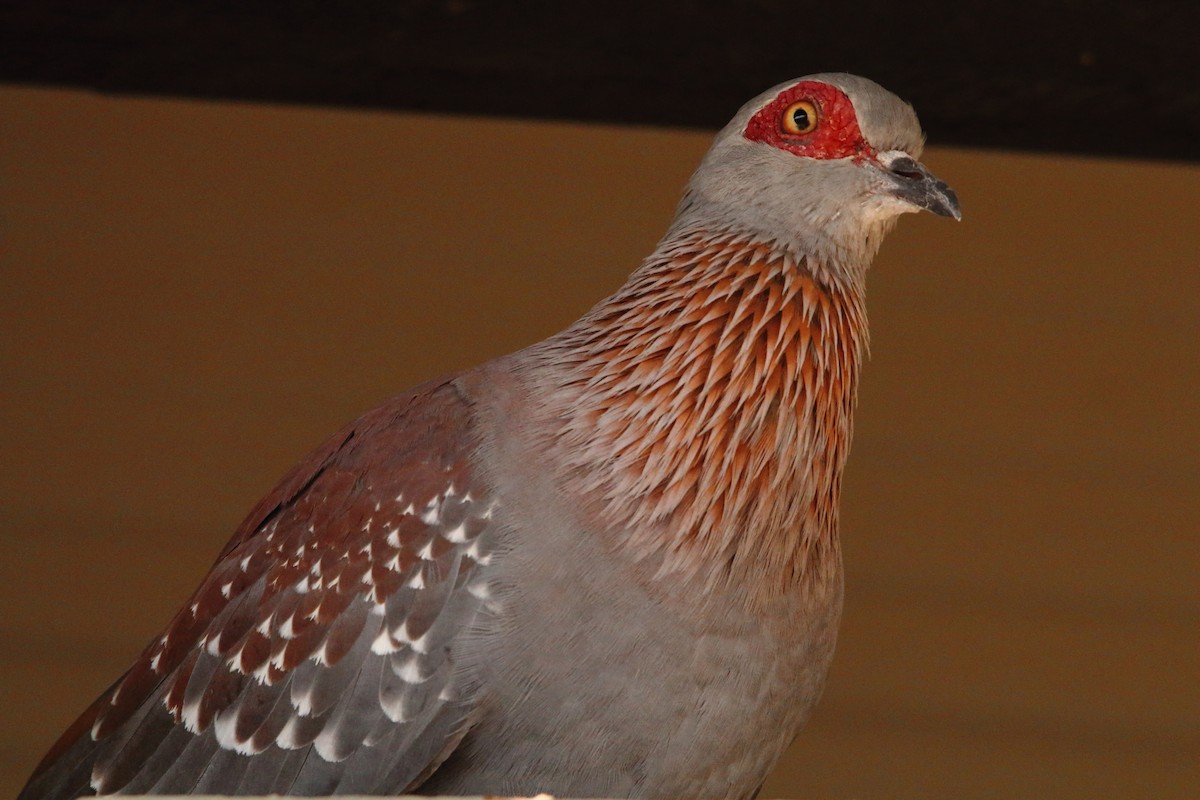 Paloma de Guinea - ML646690673