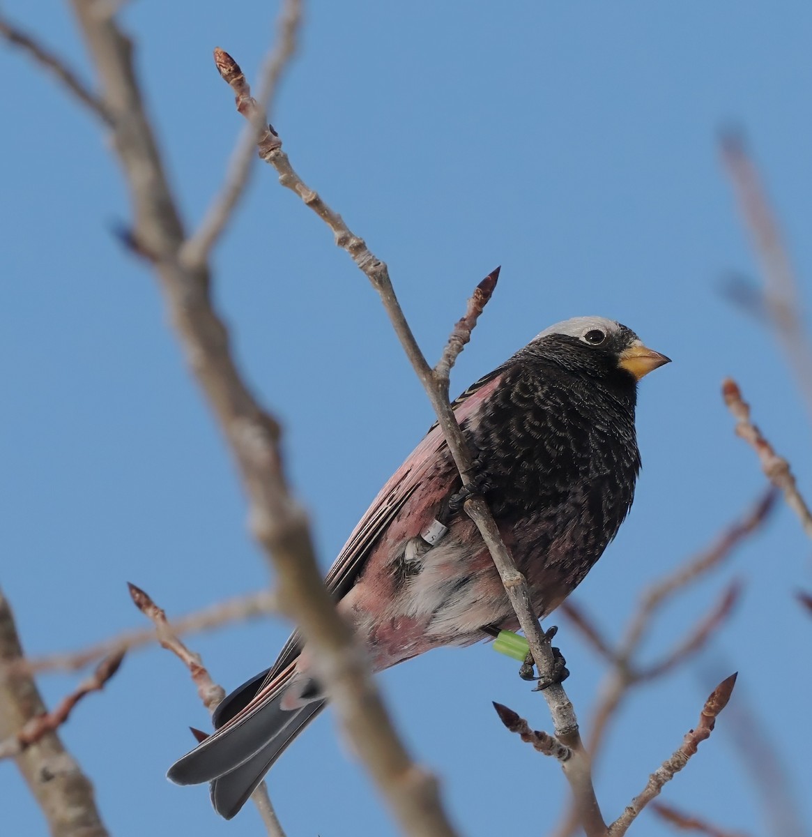 Rußschneegimpel - ML646690677