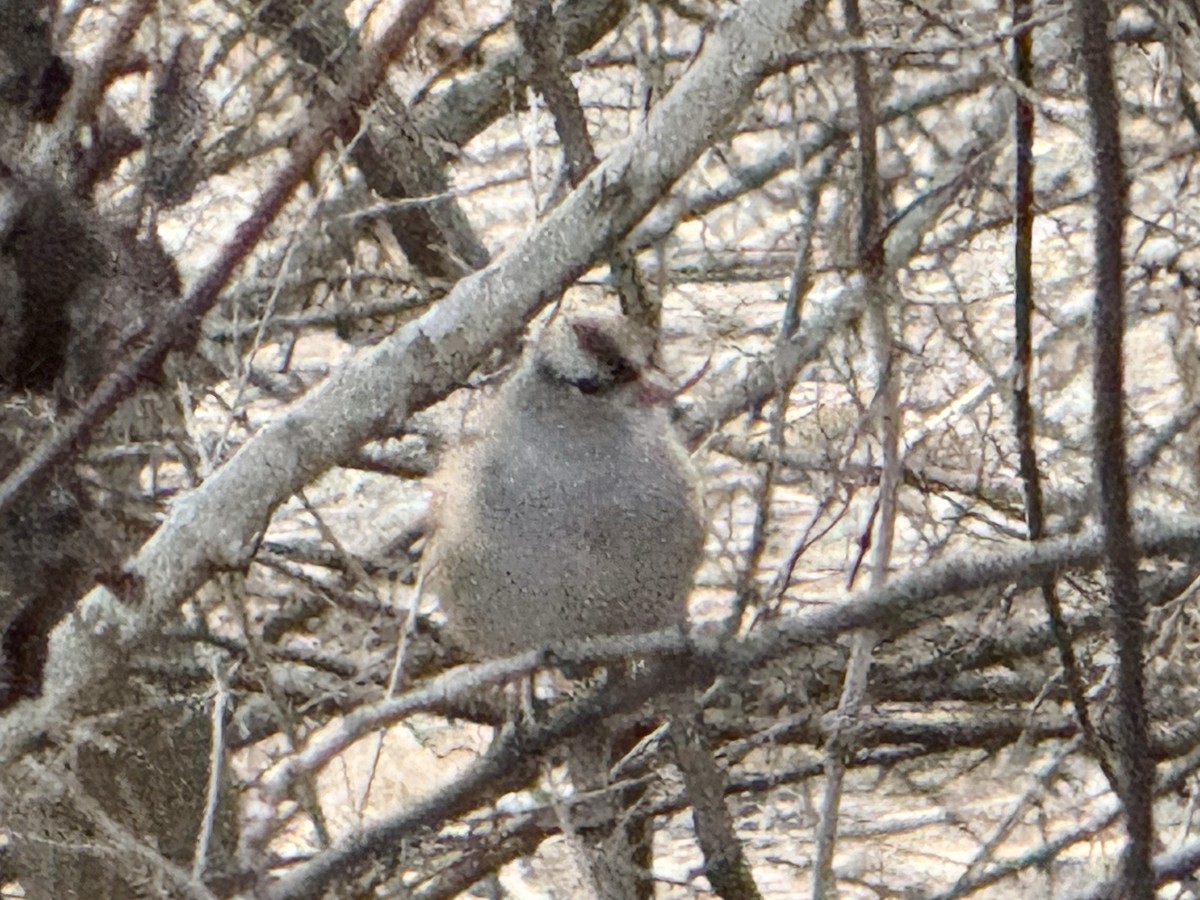 Porsuk Serçesi - ML646690678