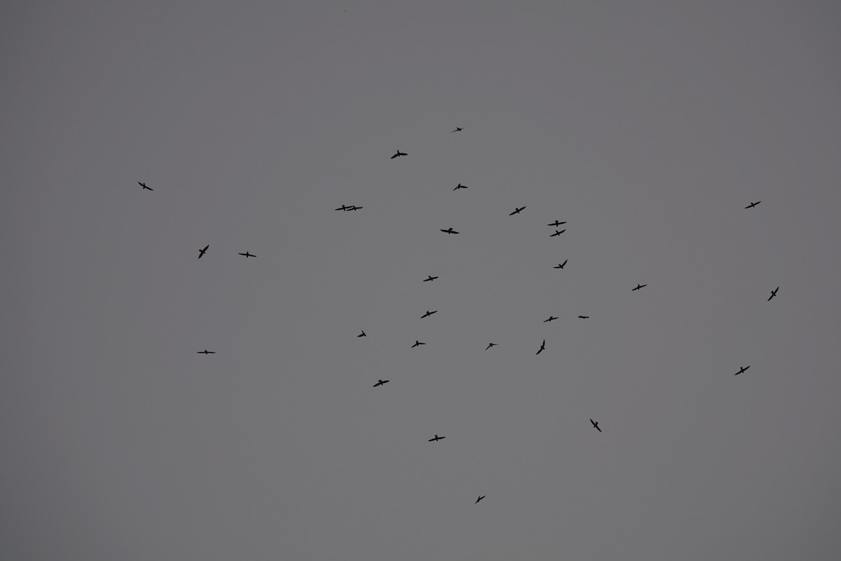 Vencejo Moro - ML646690681