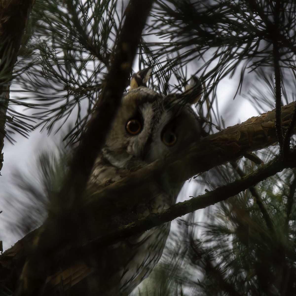 kalous ušatý - ML646690683