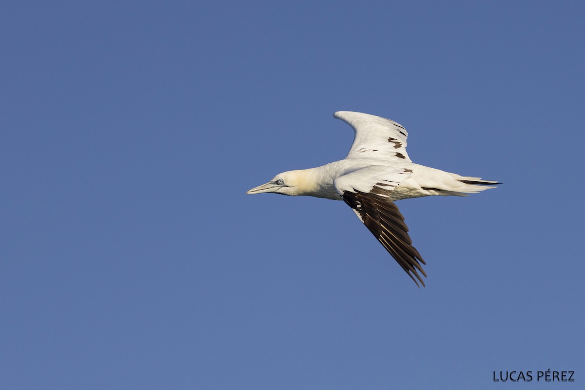 Северная олуша - ML646690685