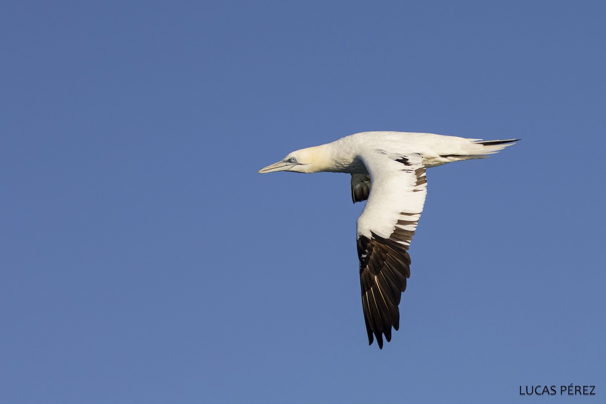 Северная олуша - ML646690686