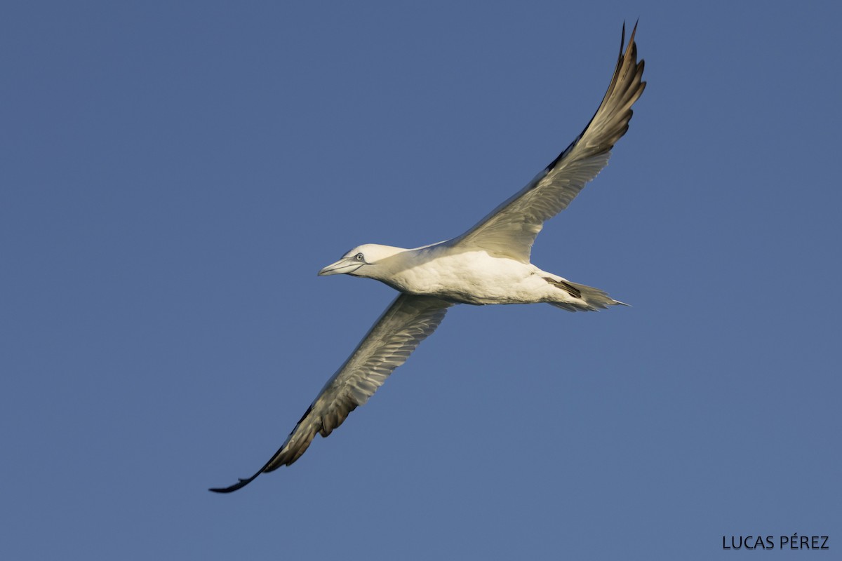 Северная олуша - ML646690687