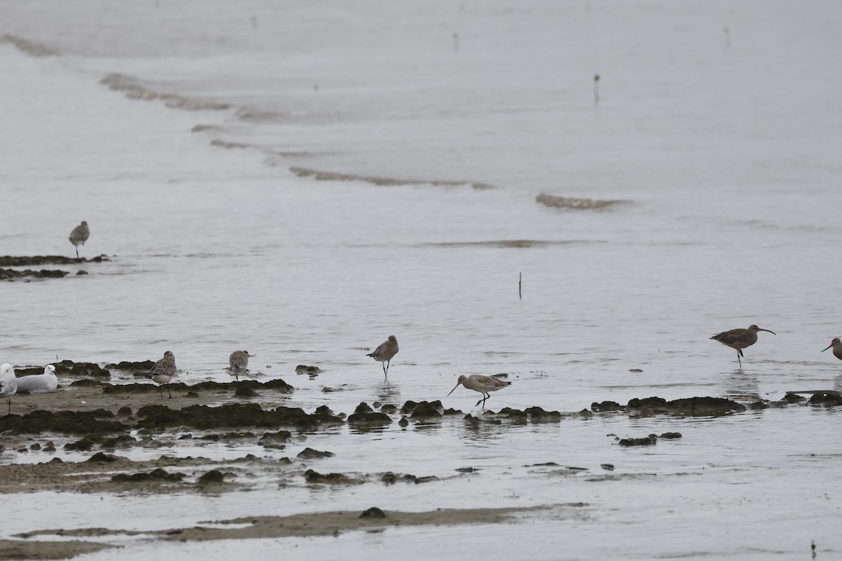 Kuliska gorria - ML646690691