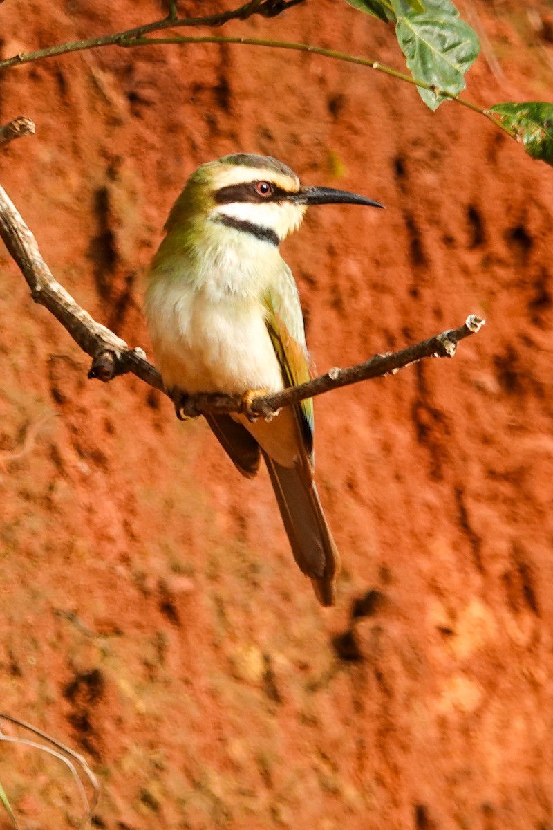 Abejaruco Gorjiblanco - ML646690692