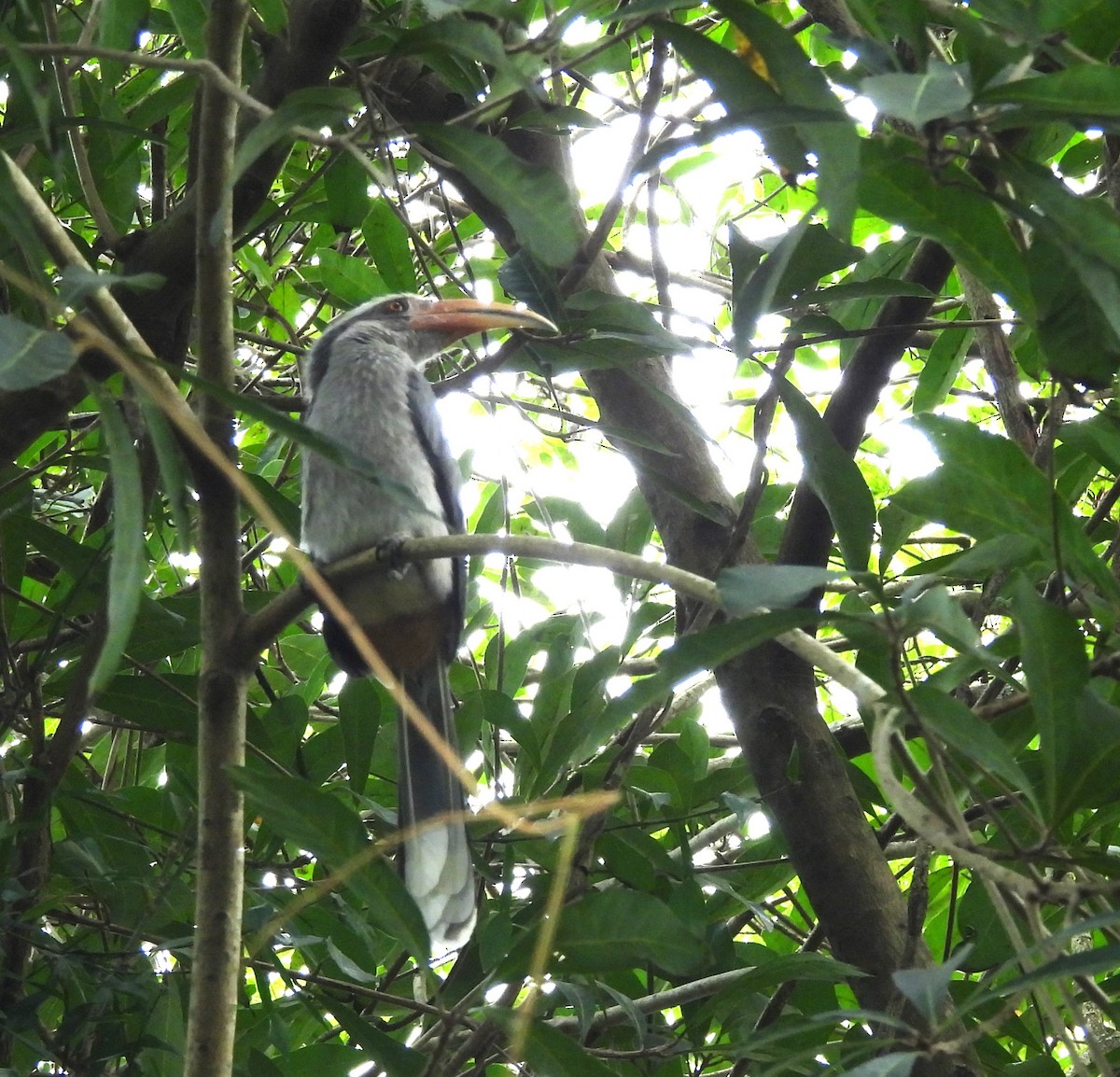 Malabar Gray Hornbill - ML646690693