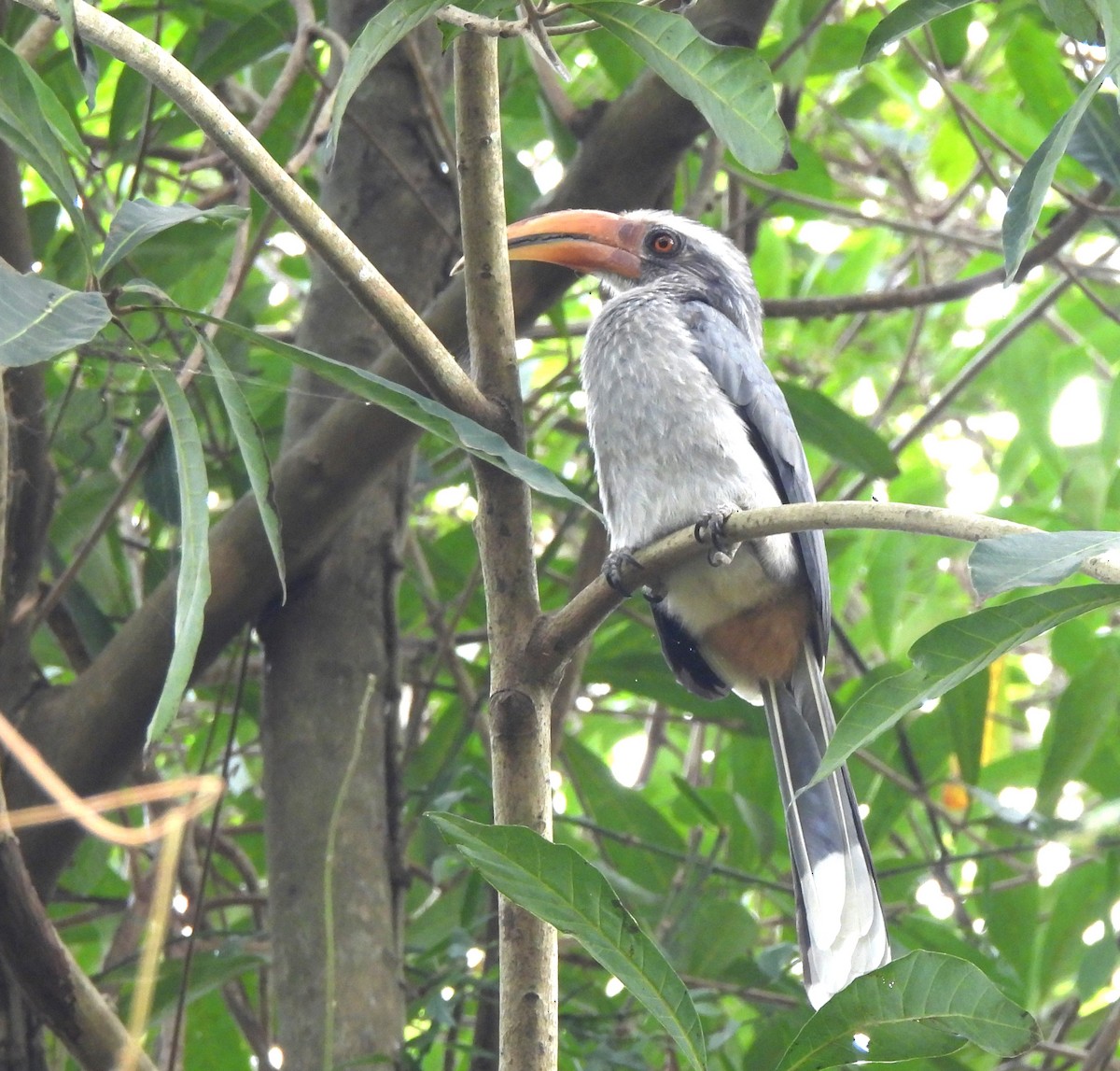 Malabar Gray Hornbill - ML646690694