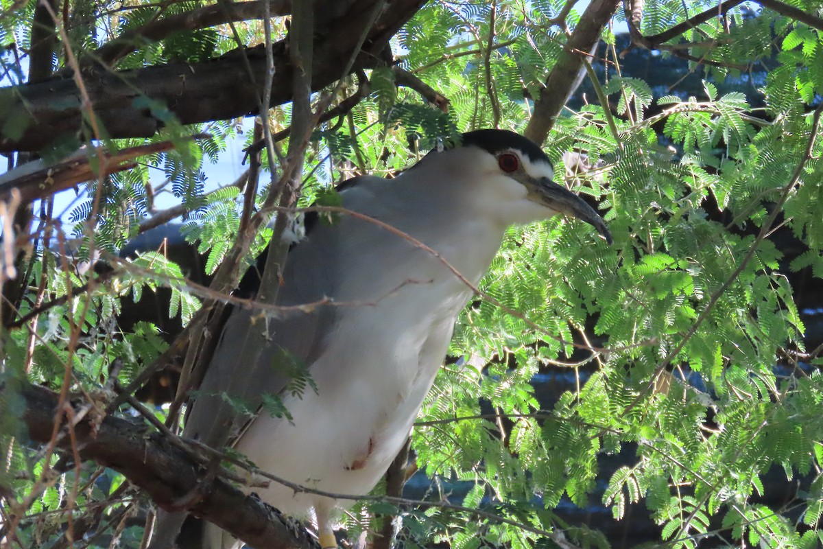 Black-crowned Night Heron - ML646690696