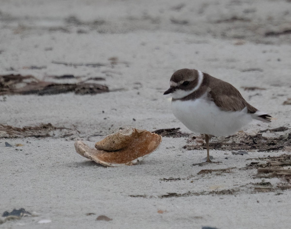 Semipalmated Plover - ML646690697