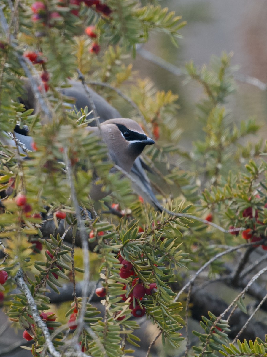 Cedar Waxwing - ML646690698