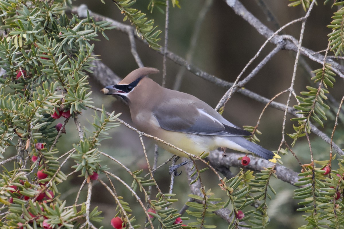 Cedar Waxwing - ML646690699