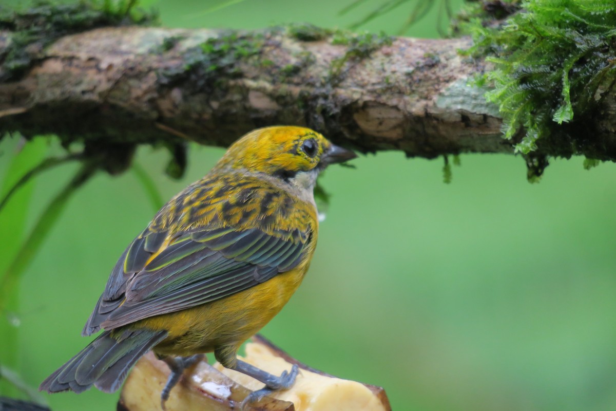 Gümüş Boyunlu Tangara - ML646690705