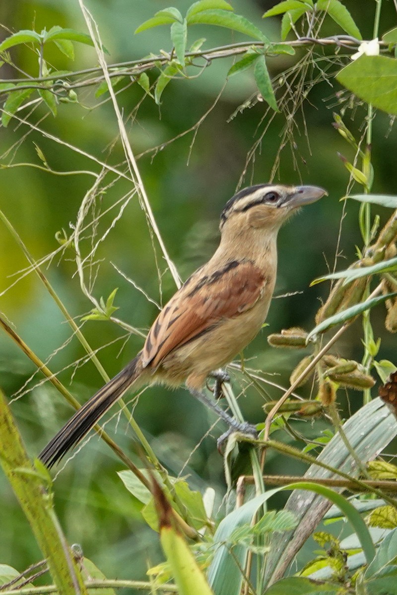 Chagra Coroniparda - ML646690706