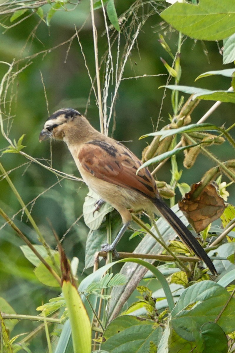 Chagra Coroniparda - ML646690707