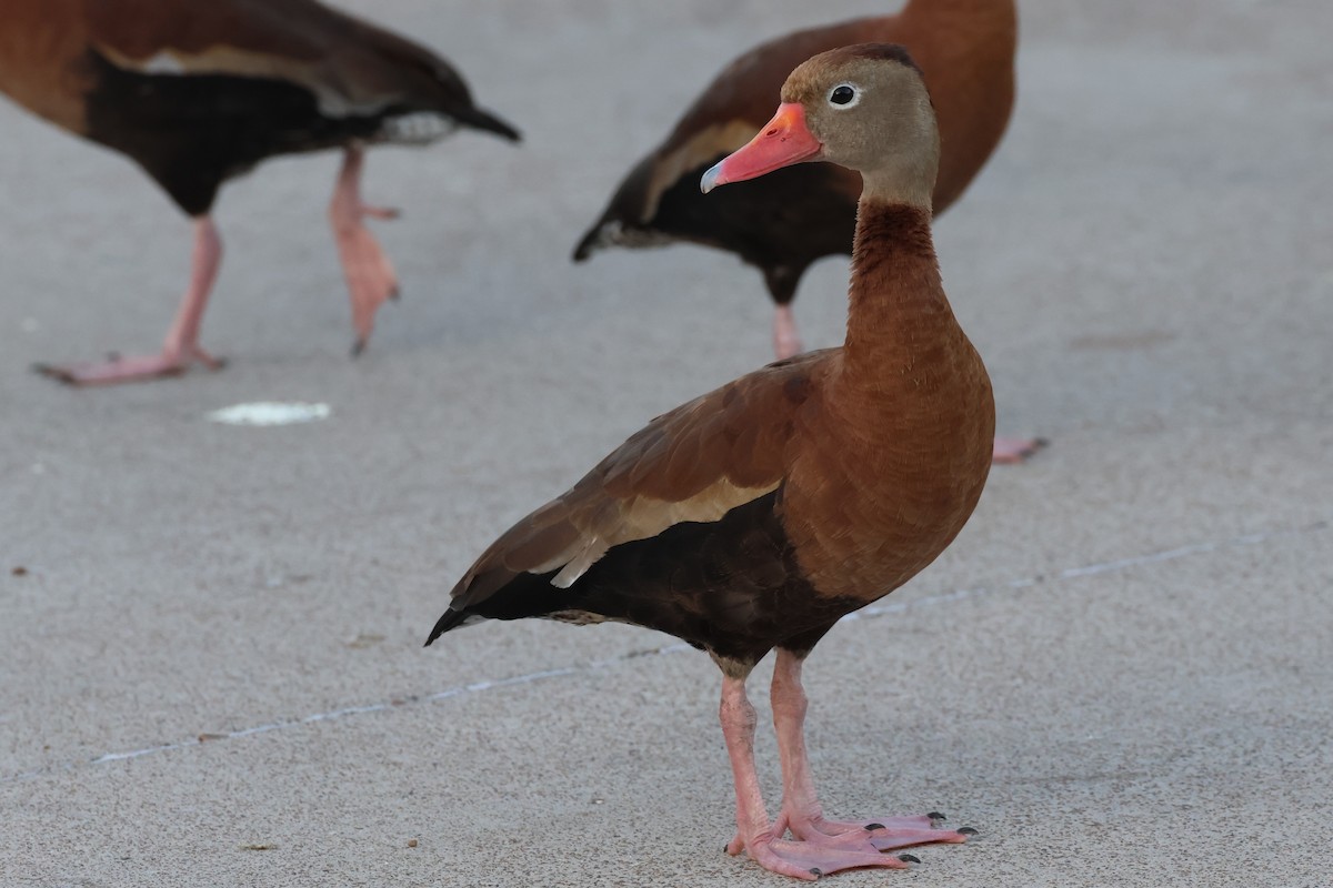 アカハシリュウキュウガモ - ML646690711