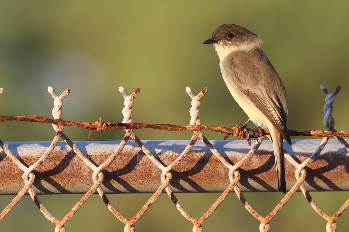 ツキヒメハエトリ - ML646690717