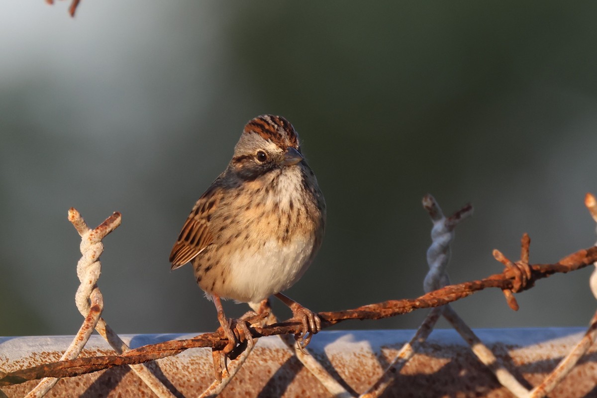 ヒメウタスズメ - ML646690718