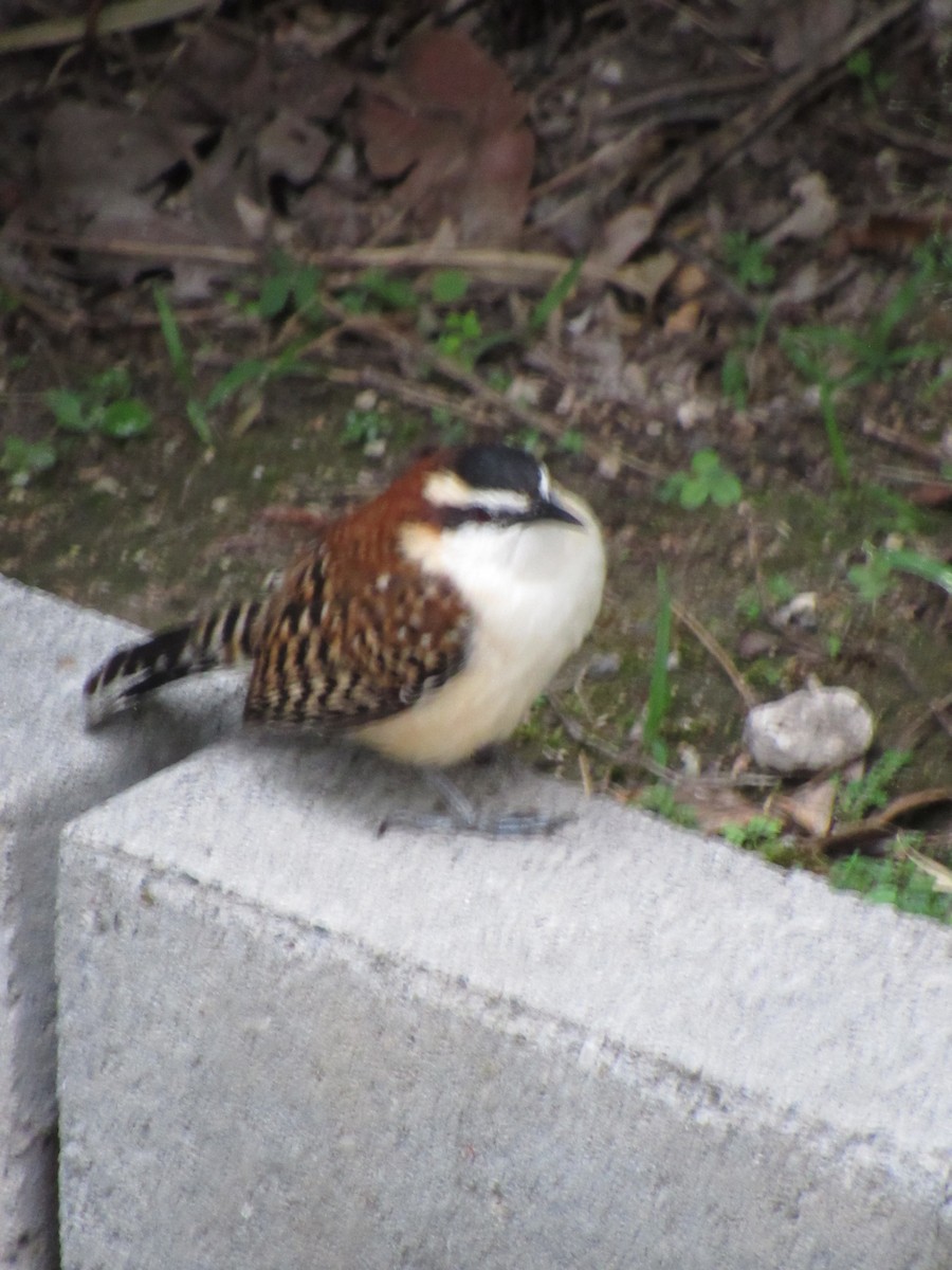 Rufous-backed Wren - ML646690730