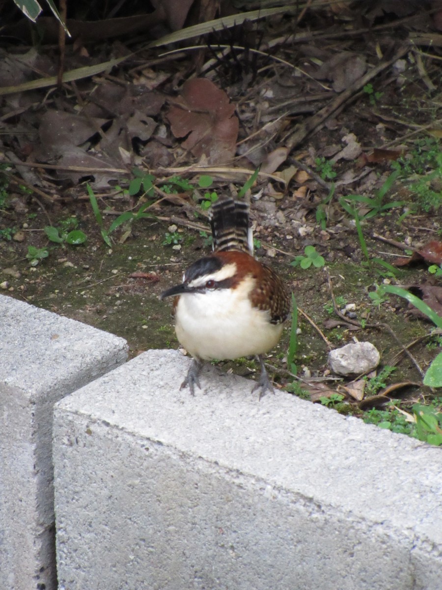 Rufous-backed Wren - ML646690731