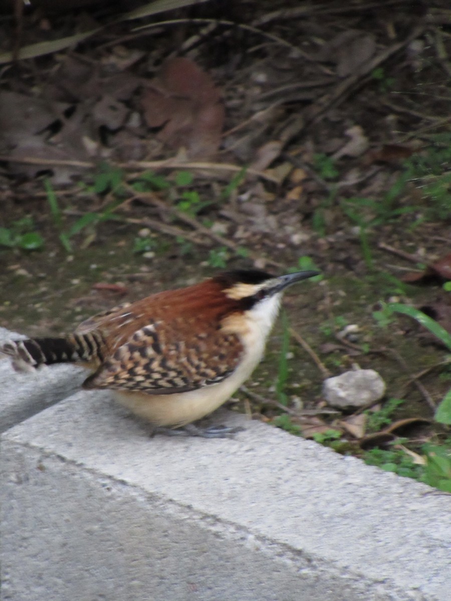 Rufous-backed Wren - ML646690732