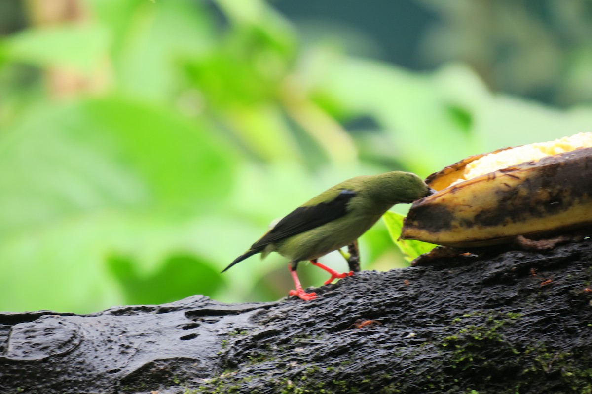 rødbeinhonningkryper - ML646690733