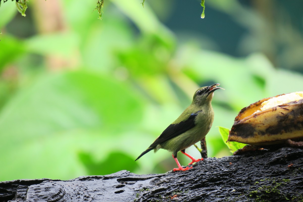 rødbeinhonningkryper - ML646690734