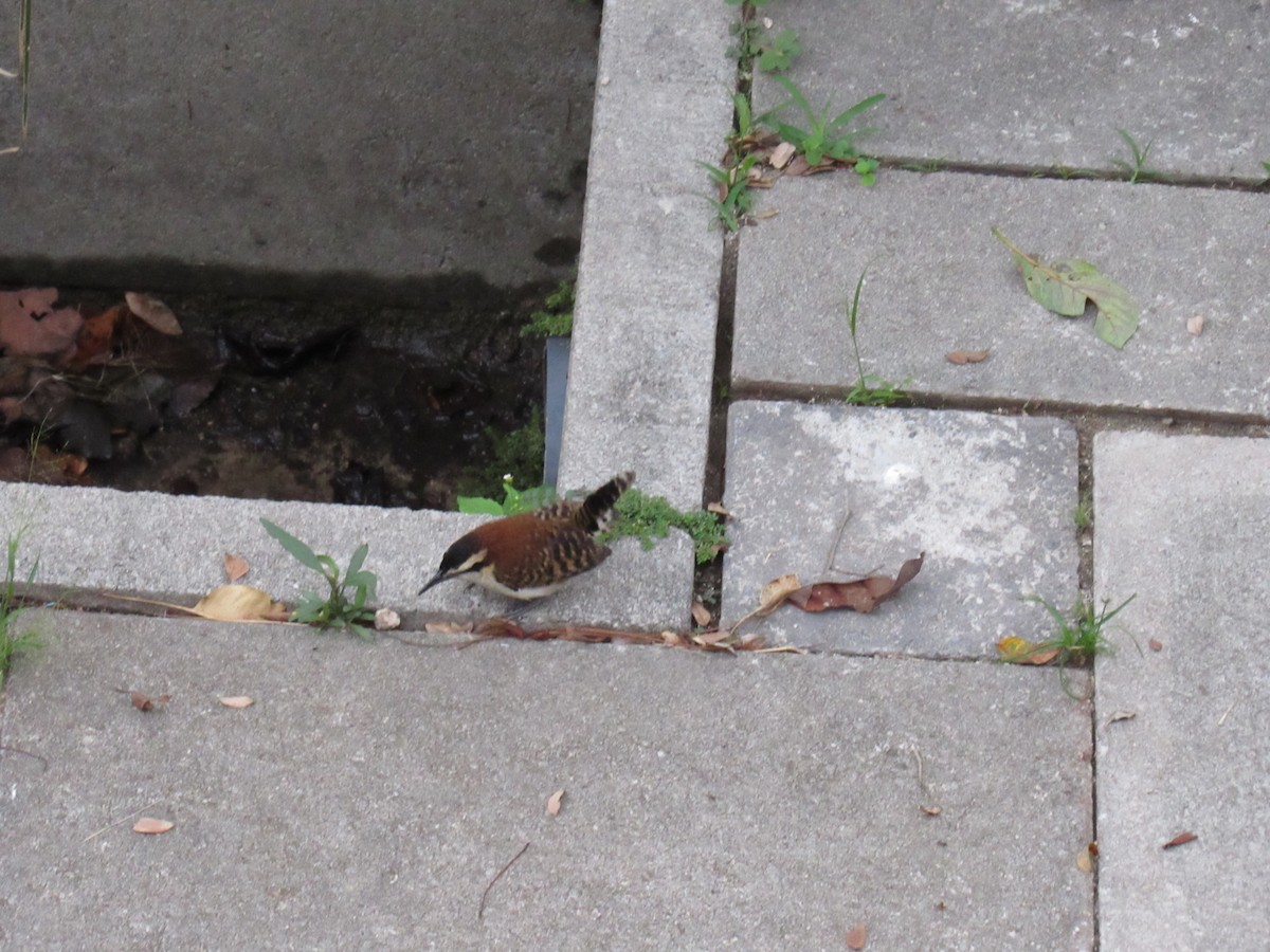 Rufous-backed Wren - ML646690736