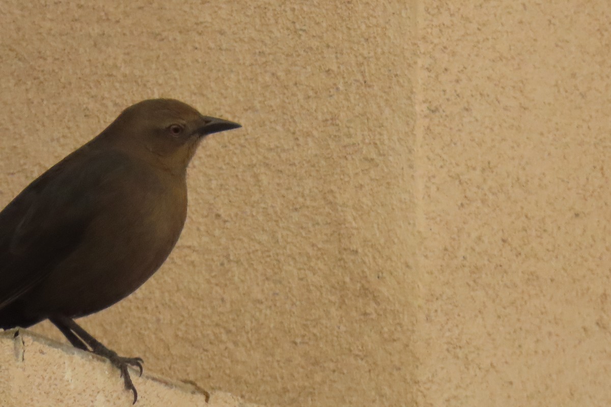 Brewer's Blackbird - ML646690738
