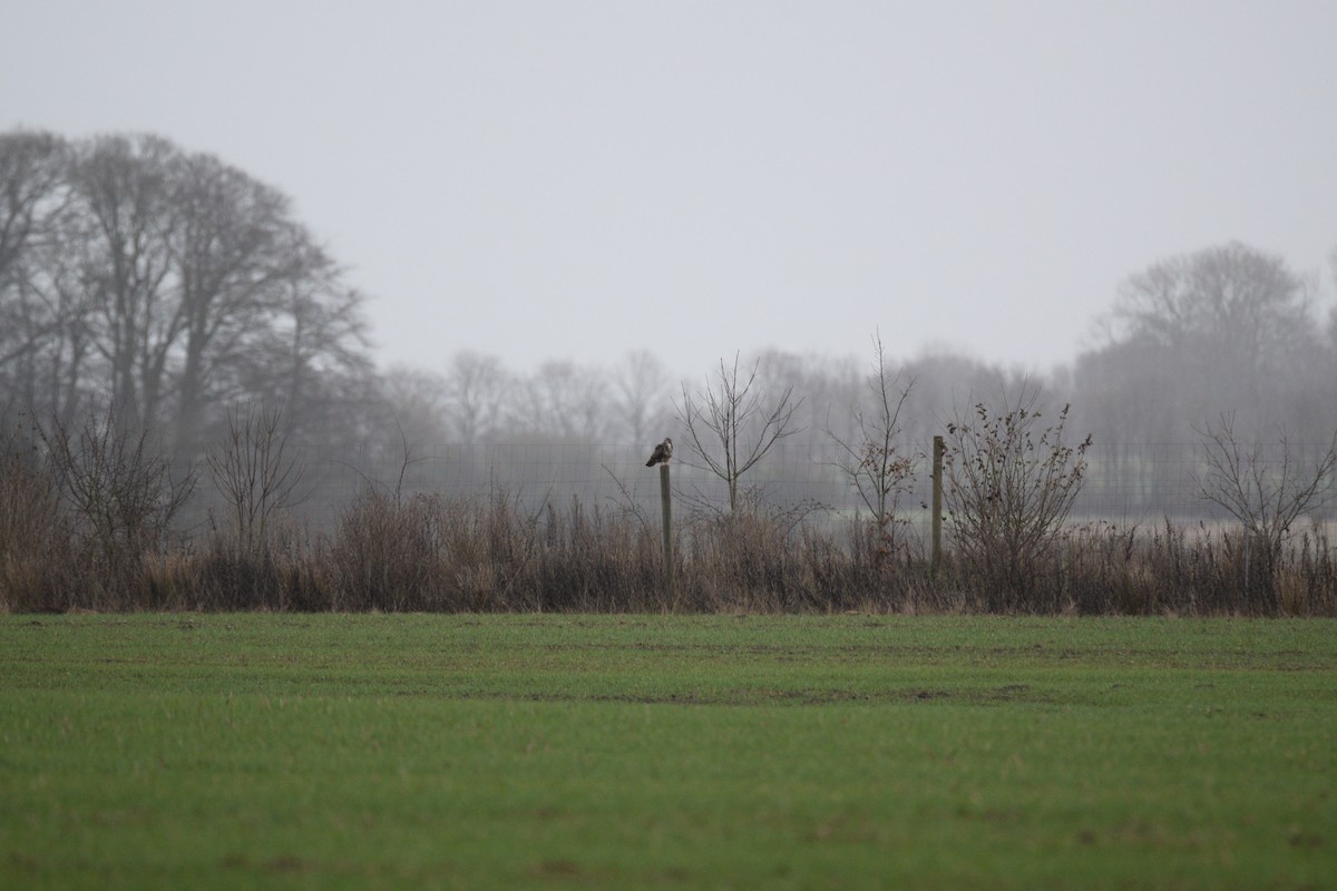 Common Buzzard - ML646690741