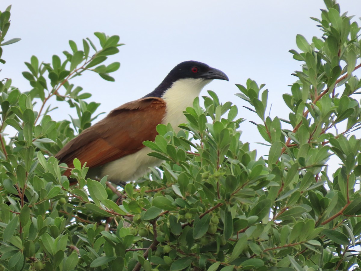 kobberstjertsporegjøk - ML646690742