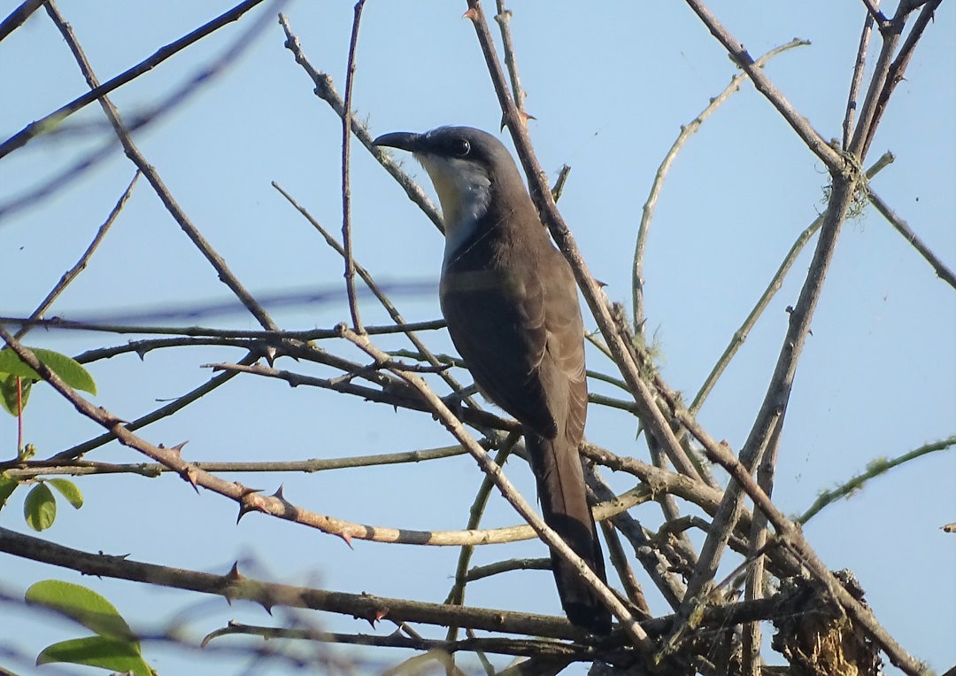 Кукліло бурий - ML646690743