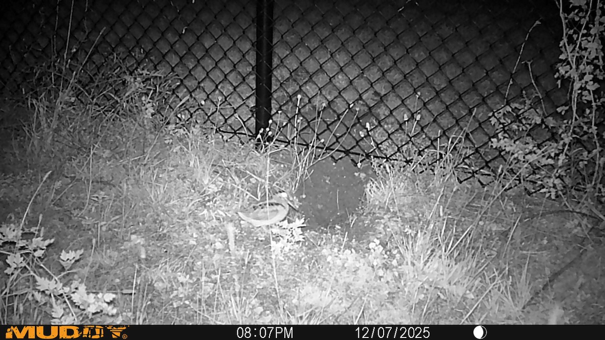 American Woodcock - ML646690744