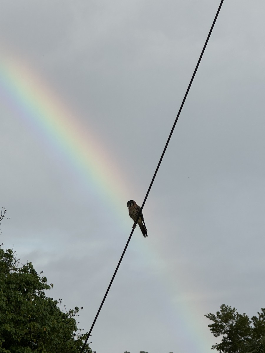 American Kestrel - ML646690746