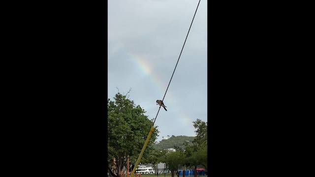 spurvefalk - ML646690747