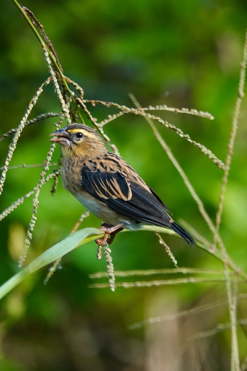 Obispo Alinegro - ML646690748