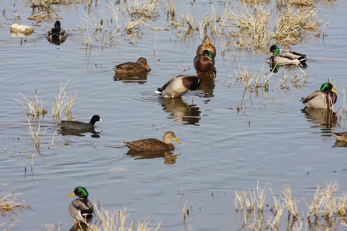 Мексиканская кряква - ML646690749