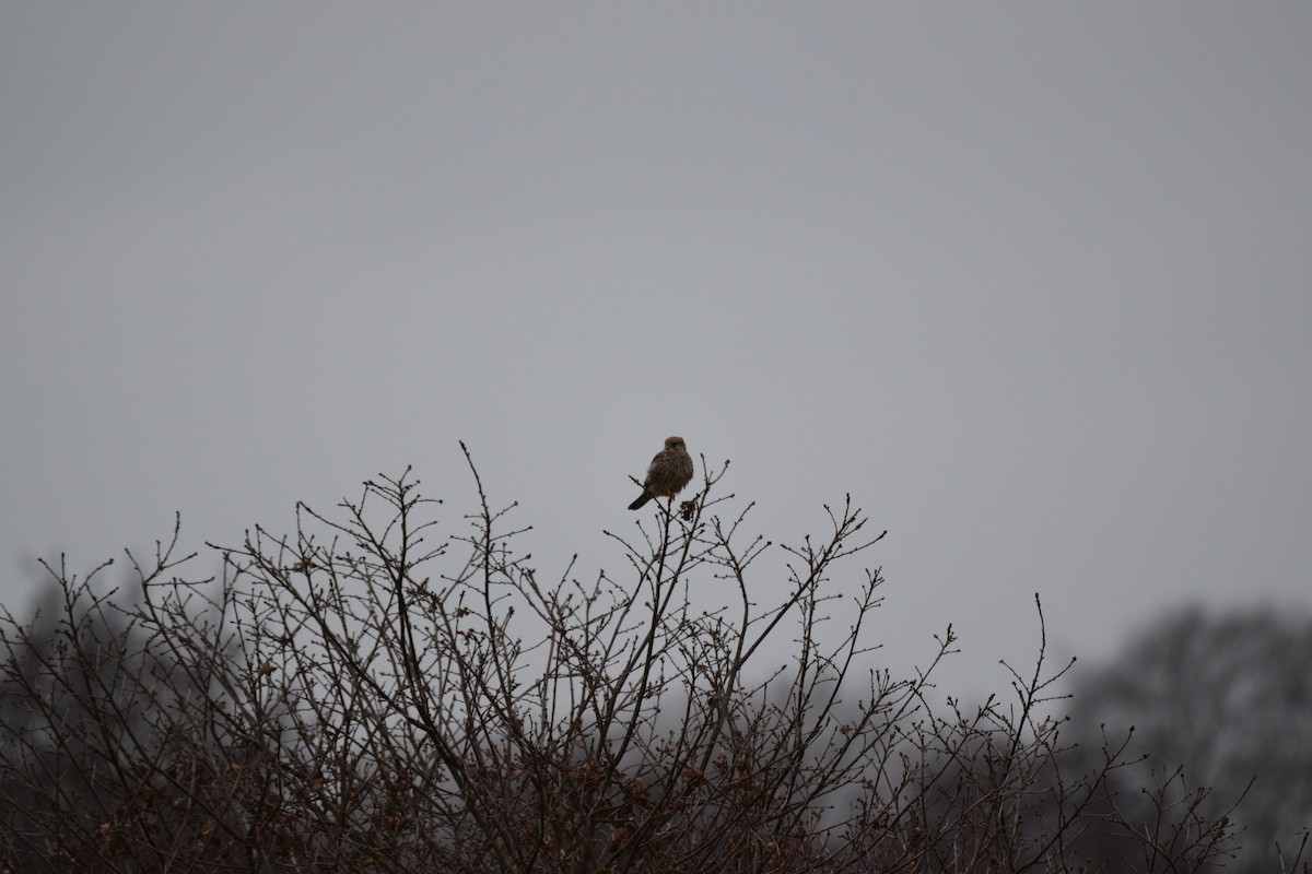 Eurasian Kestrel - ML646690751