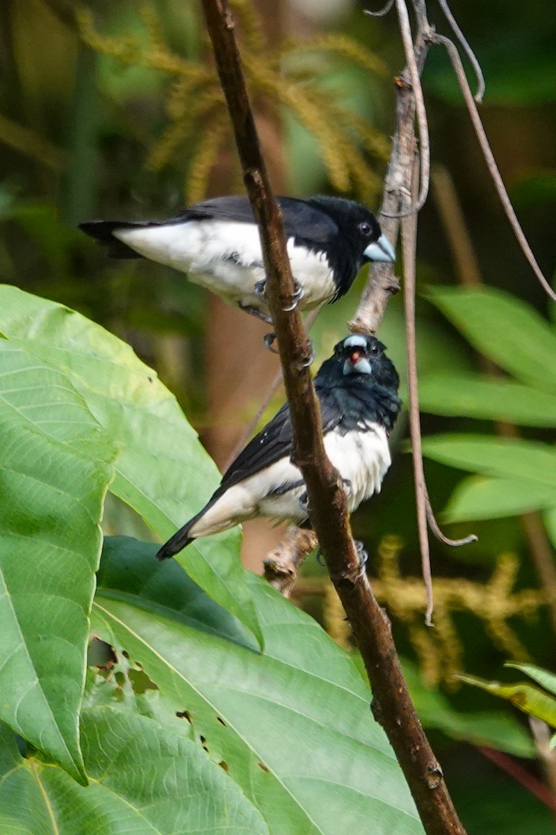 クロシチホウ - ML646690753