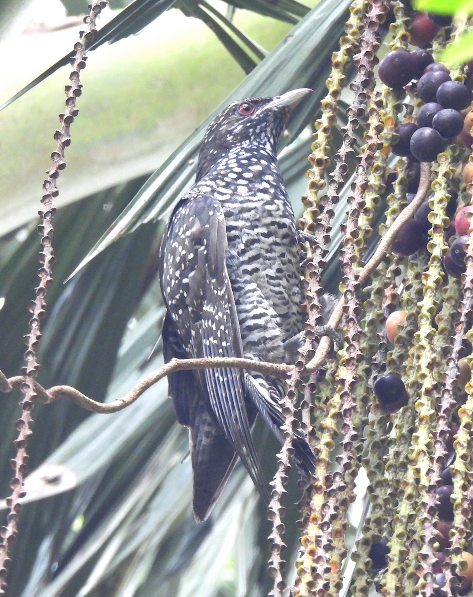 Asian Koel - ML646690754