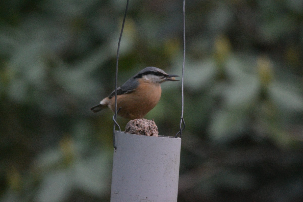 Garrapo eurasiarra - ML646690756