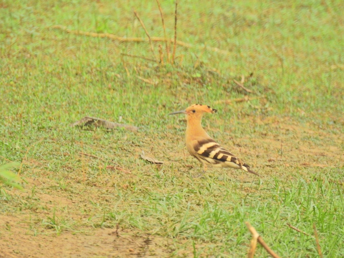 Common Hoopoe - ML646690757