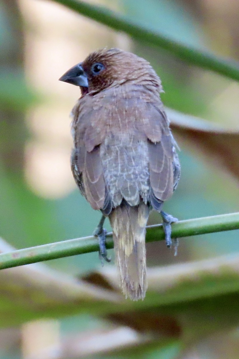 Scaly-breasted Munia - ML646690759